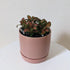 Fittonia planted in Oslo ceramic planter